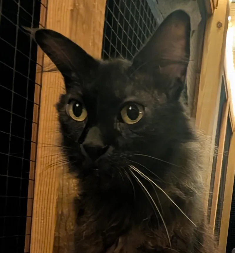 An adult large-sized male Black Domestic Medium Hair cat named Maui for adoption in Chuckey, TN