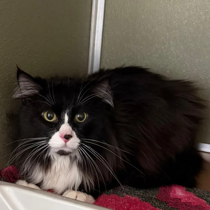 An adult large-sized male Black Domestic Long Hair cat named Mars for adoption in Deerfield, IL