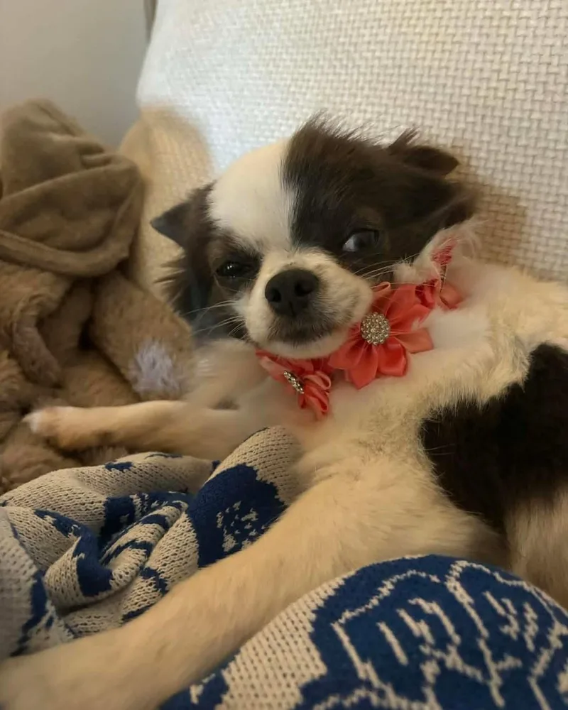 An adult small-sized female Chihuahua dog named Bindi for adoption in Richmond, KY