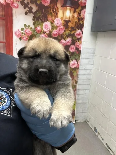 Rex