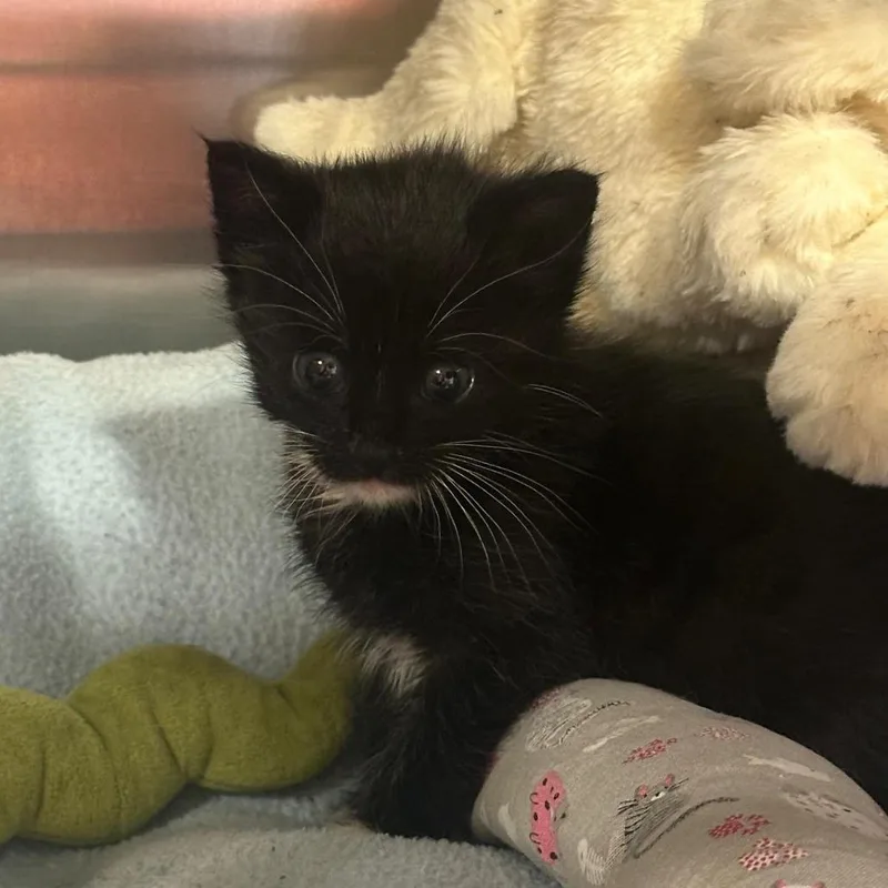 A baby small-sized female Black Domestic Medium Hair cat named Lenore for adoption in Tipton, IN