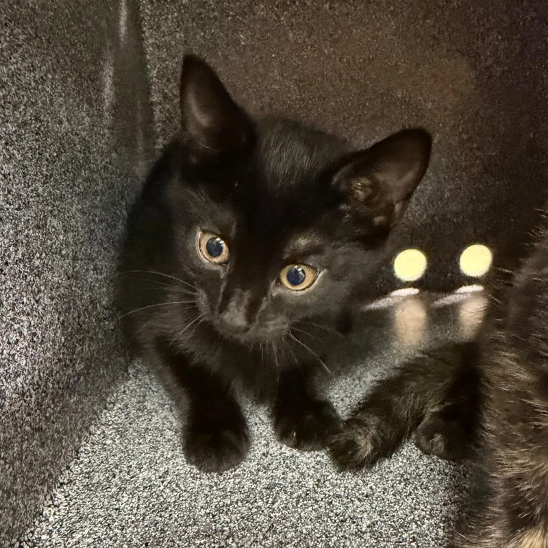 A baby small-sized female Black Domestic Short Hair cat named Cindy for adoption in Birmingham, AL