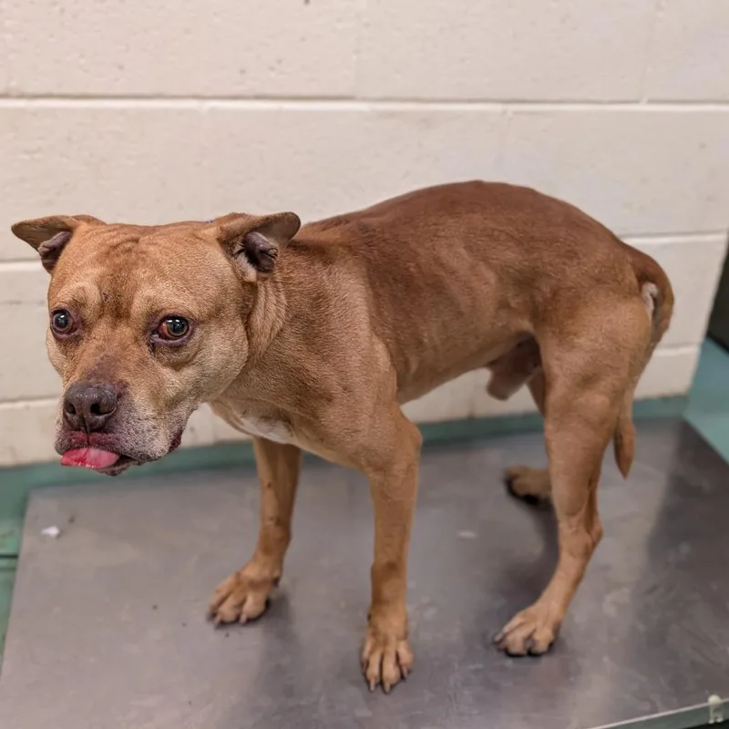 An adult medium-sized male Yellow / Tan / Blond / Fawn Mixed Breed dog named Randall for adoption in Memphis, TN