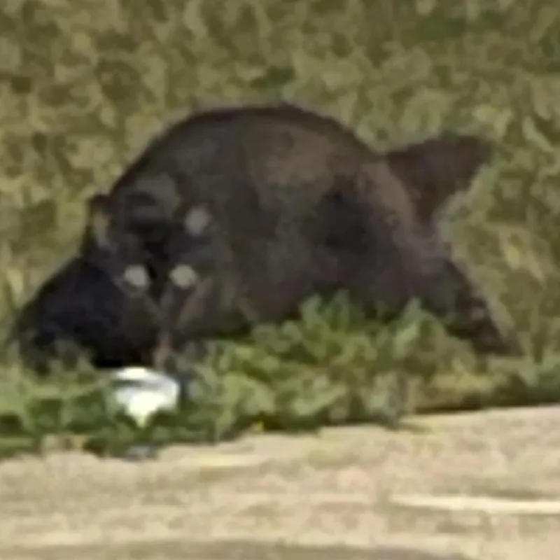 A baby small-sized female Black Domestic Medium Hair cat named FOUND SW Common Circle for adoption in Rochester, MN