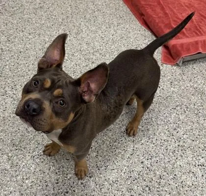 An adult medium-sized female Gray / Blue / Silver Pit Bull Terrier dog named Minnette for adoption in Kansas City, MO