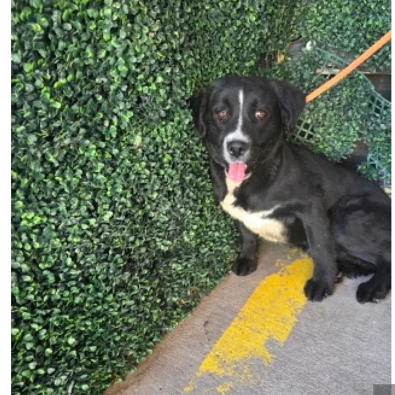 A young medium-sized female Black Mixed Breed dog named Ash for adoption in Tacoma, WA