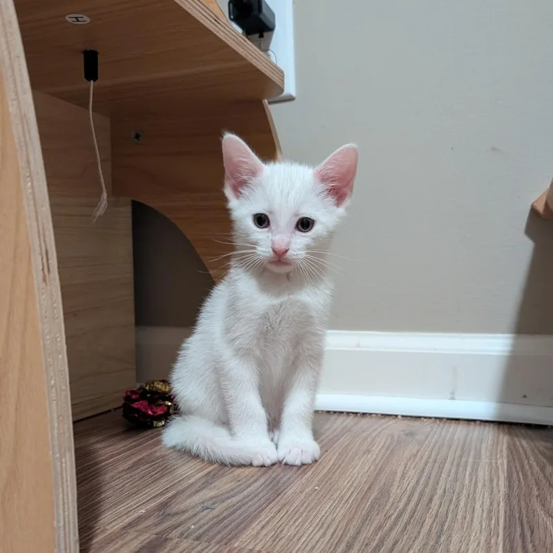 A baby small-sized male White Domestic Short Hair cat named Ash for adoption in Lexington, KY