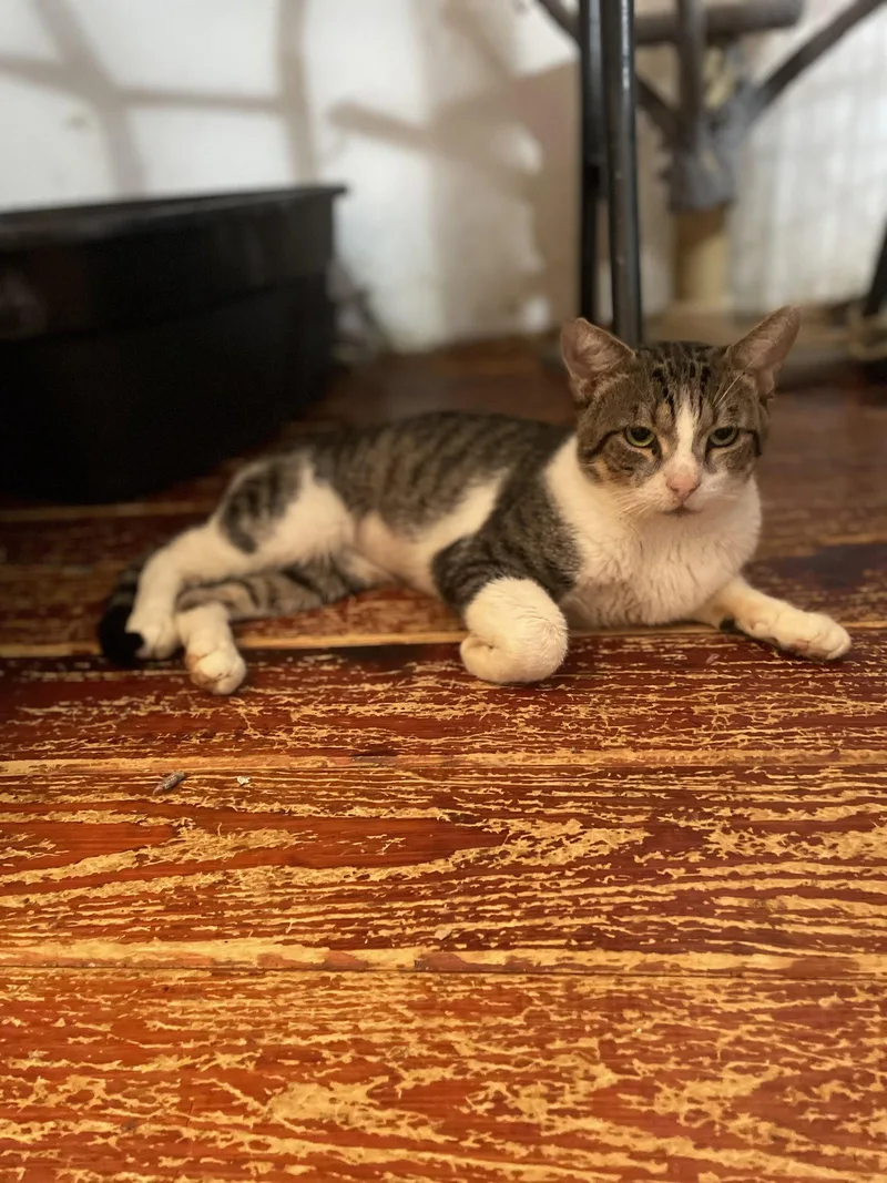 An adult large-sized male Domestic Short Hair cat named Rectus Maximus for adoption in Trenton, NJ