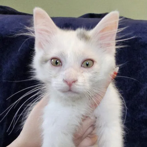 A baby small-sized male White Domestic Long Hair cat named Bert for adoption in Knoxville, TN