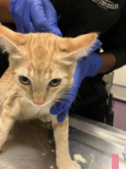 A baby small-sized male Domestic Short Hair cat named Morpheus for adoption in Long Beach, CA