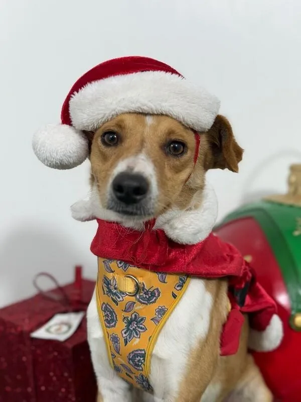 A young small-sized male Brown / Chocolate Jack Russell Terrier dog named Goldie for adoption in Carlsbad, CA