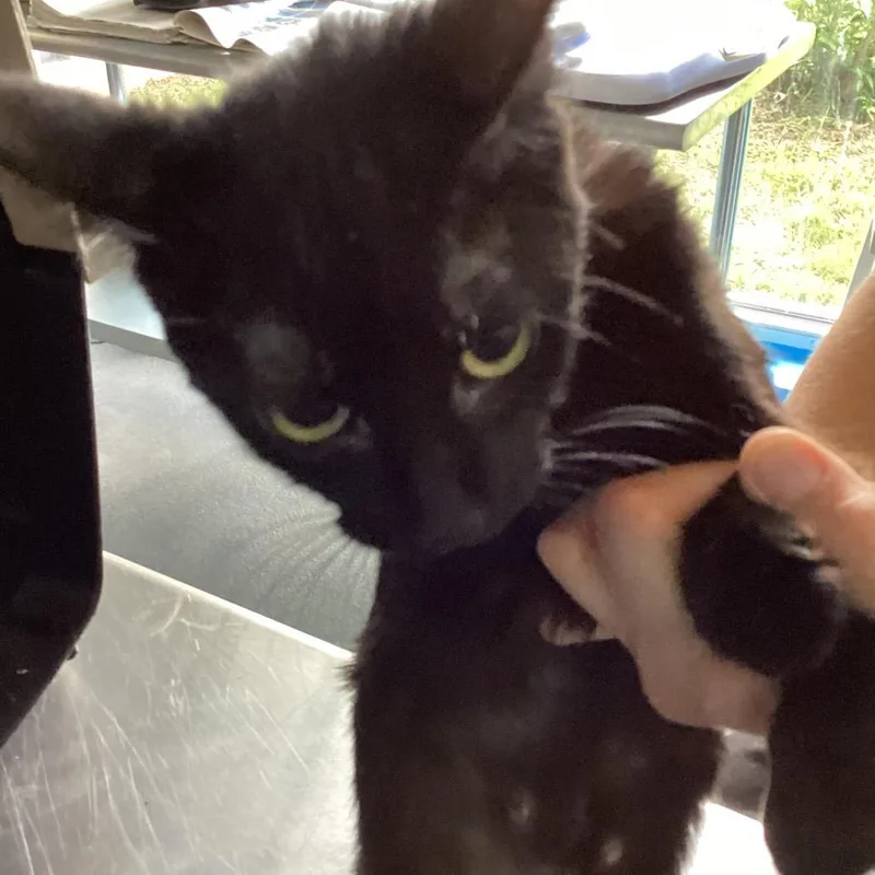 A baby medium-sized female Black Domestic Short Hair cat named Billie Jean for adoption in Montgomery, AL