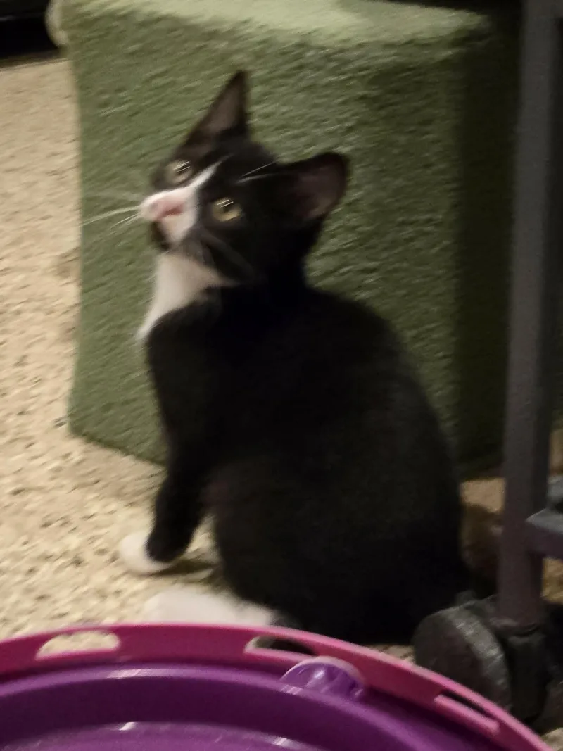 A baby medium-sized male Black Domestic Short Hair cat named Jelly Bean for adoption in Freeport, IL