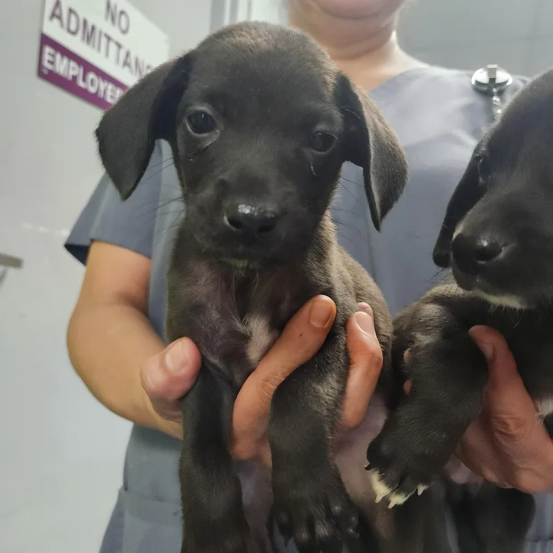 A baby small-sized female Black Feist dog named Cora for adoption in Troutman, NC