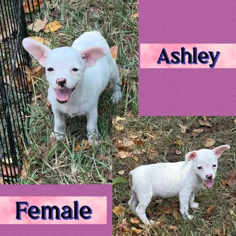 A baby medium-sized female Terrier dog named Ashley for adoption in Manchester, CT