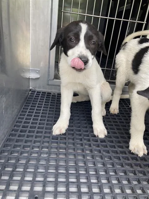 A baby large-sized female Mixed Breed dog named Yang for adoption in Dallas, TX