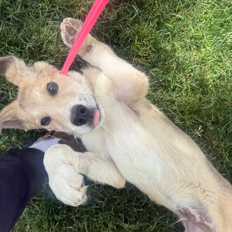 A baby small-sized male Shepherd dog named Bennett for adoption in Parker, CO
