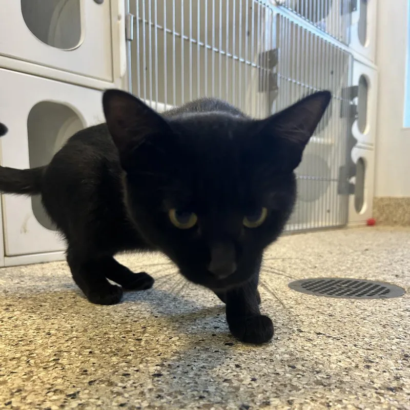 A young small-sized male Domestic Short Hair cat named Kohl for adoption in Middletown, NY