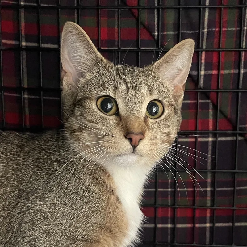 A young small-sized female Brown / Chocolate Domestic Short Hair cat named Willa for adoption in Chicago, IL