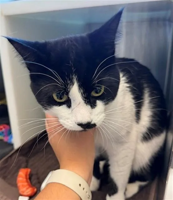 A young medium-sized male Domestic Short Hair cat named Soloman for adoption in Brighton, CO