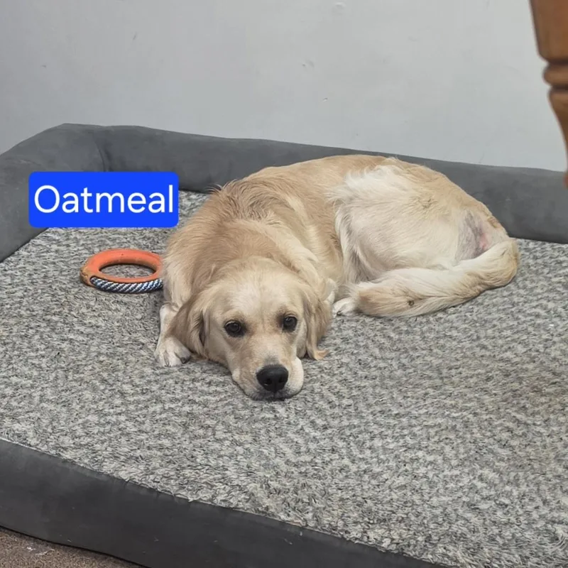 Oatmeal thumbnail 2
