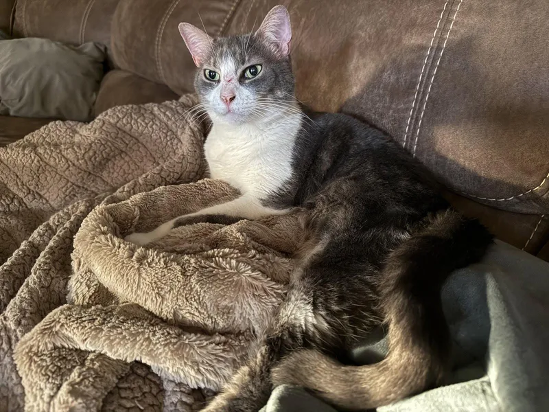 A young medium-sized female Domestic Short Hair cat named Glory for adoption in Camden, SC