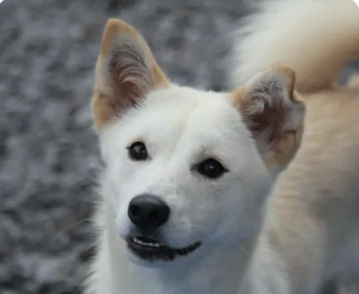 An adult small-sized female Jindo dog named Moa for adoption in San Ramon, CA
