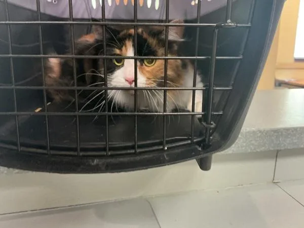 An adult small-sized female Domestic Short Hair cat named Olivia for adoption in Virginia Beach, VA