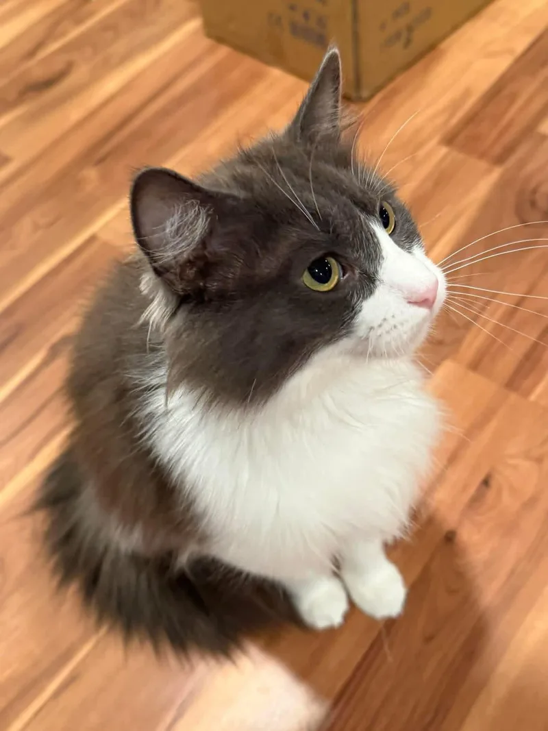 An adult medium-sized female Gray & White Domestic Long Hair cat named Stormy for adoption in Crossville, TN