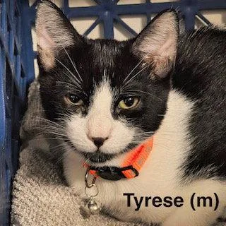 Tyrese