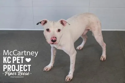 A young medium-sized male White / Cream Pit Bull Terrier dog named McCartney for adoption in Kansas City, MO