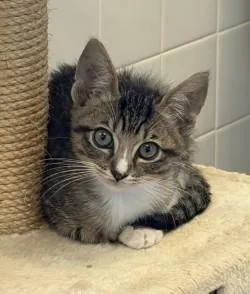 A baby medium-sized male Tabby (Brown / Chocolate) Domestic Short Hair cat named Reginald for adoption in Murphy, TX