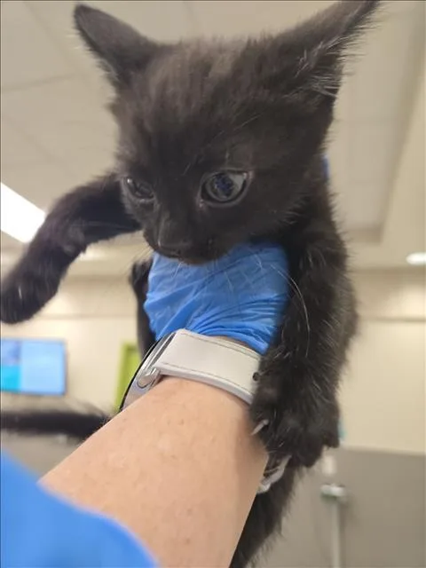 A baby small-sized male Domestic Short Hair cat named Spencer for adoption in Las Vegas, NV