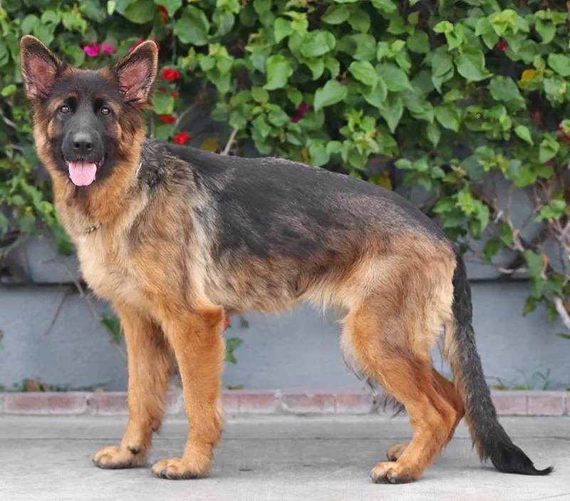 A young large-sized female Black German Shepherd Dog dog named Roxy von Ravensburg for adoption in Los Angeles, CA