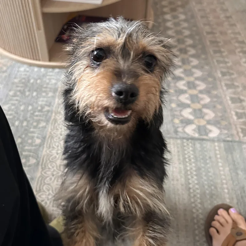 Lulu