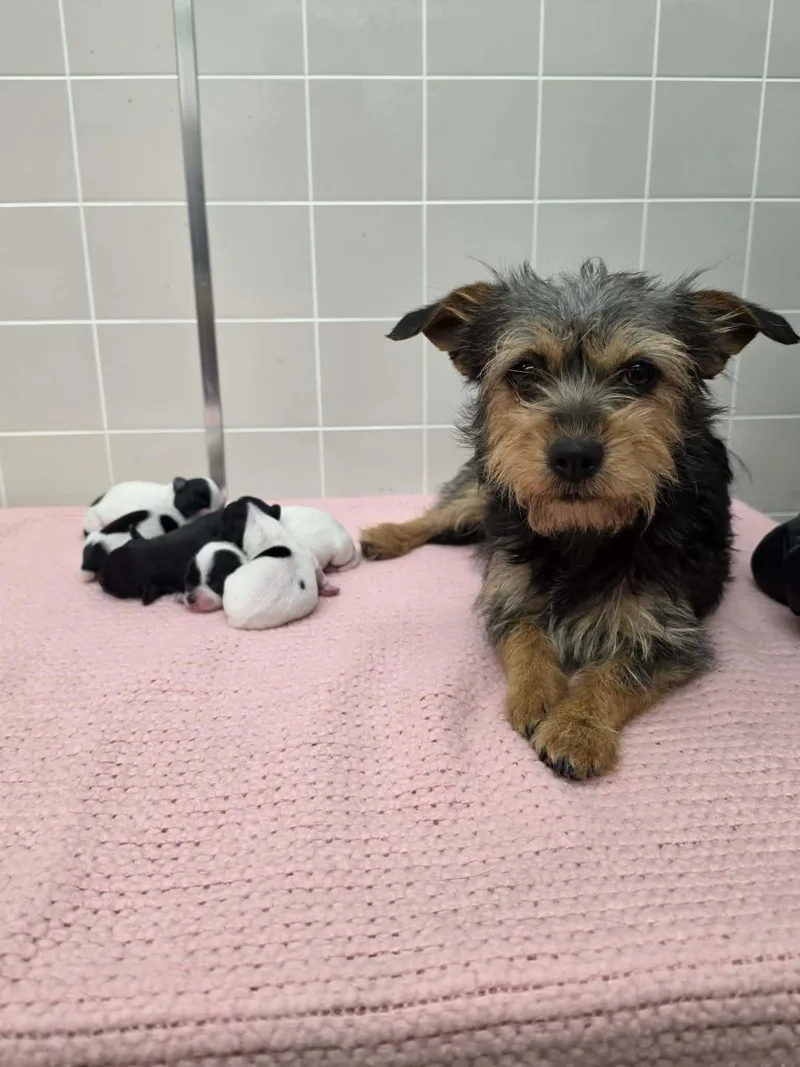 Lulu thumbnail 3