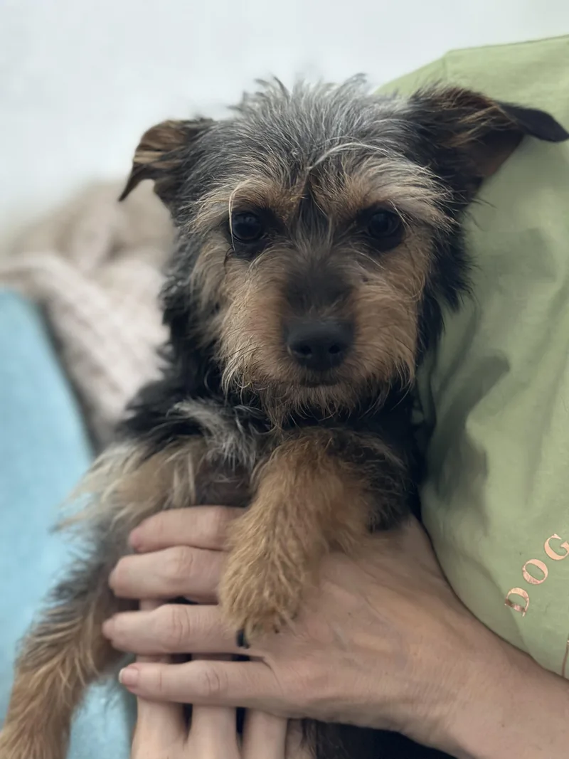 Lulu thumbnail 4