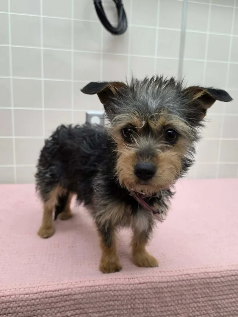 Lulu thumbnail 6