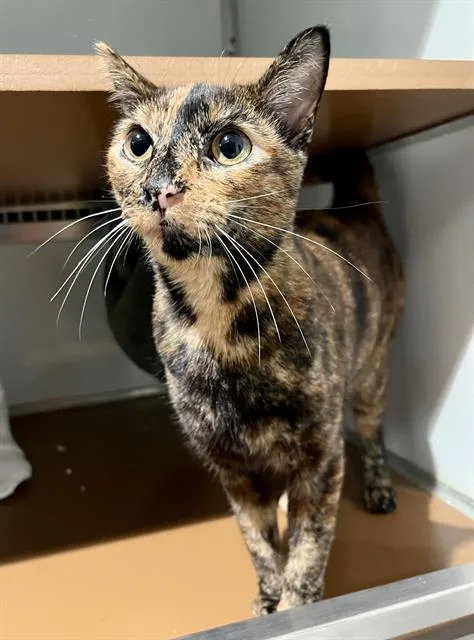 A young medium-sized female Domestic Short Hair cat named Kaylee for adoption in San Francisco, CA