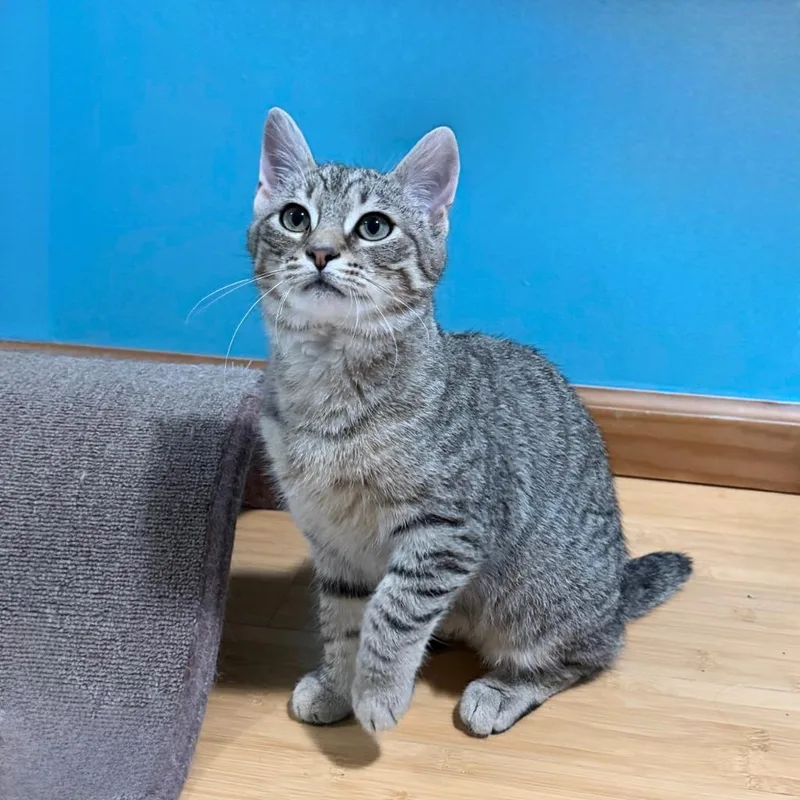 Claw Clip thumbnail 2