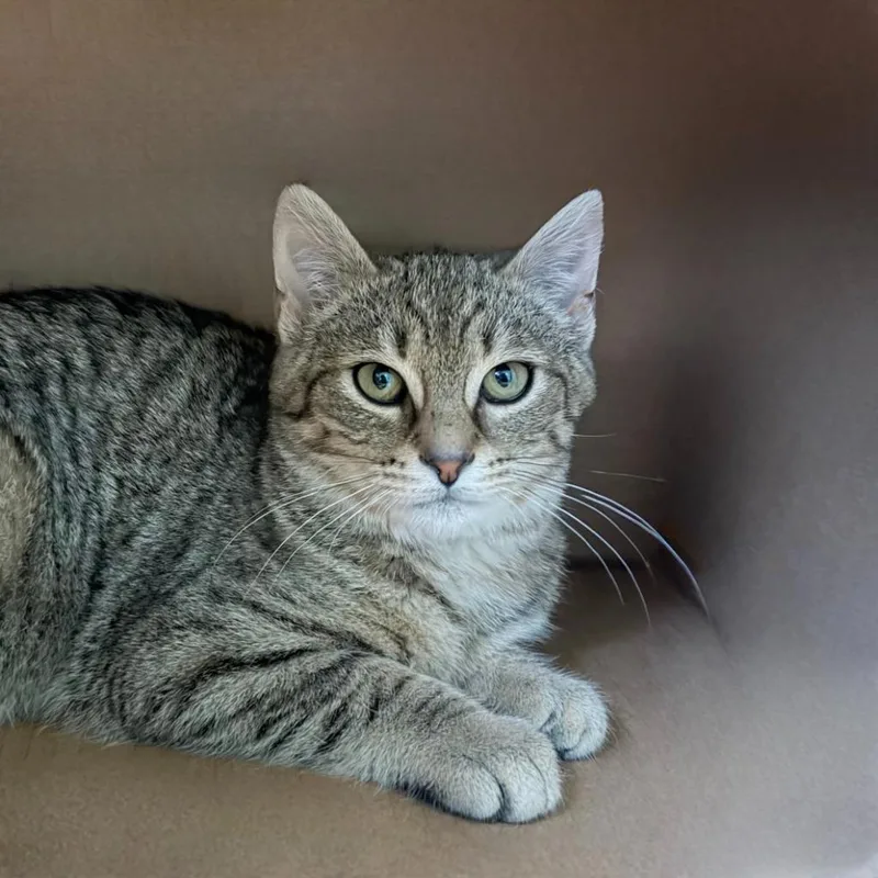 Claw Clip thumbnail 3