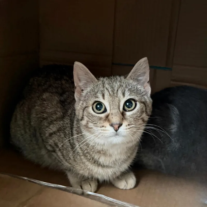 Claw Clip thumbnail 4