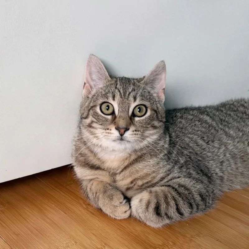 Claw Clip thumbnail 5