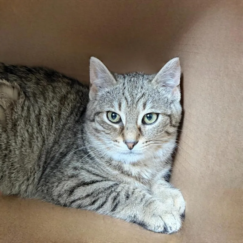 Claw Clip thumbnail 6