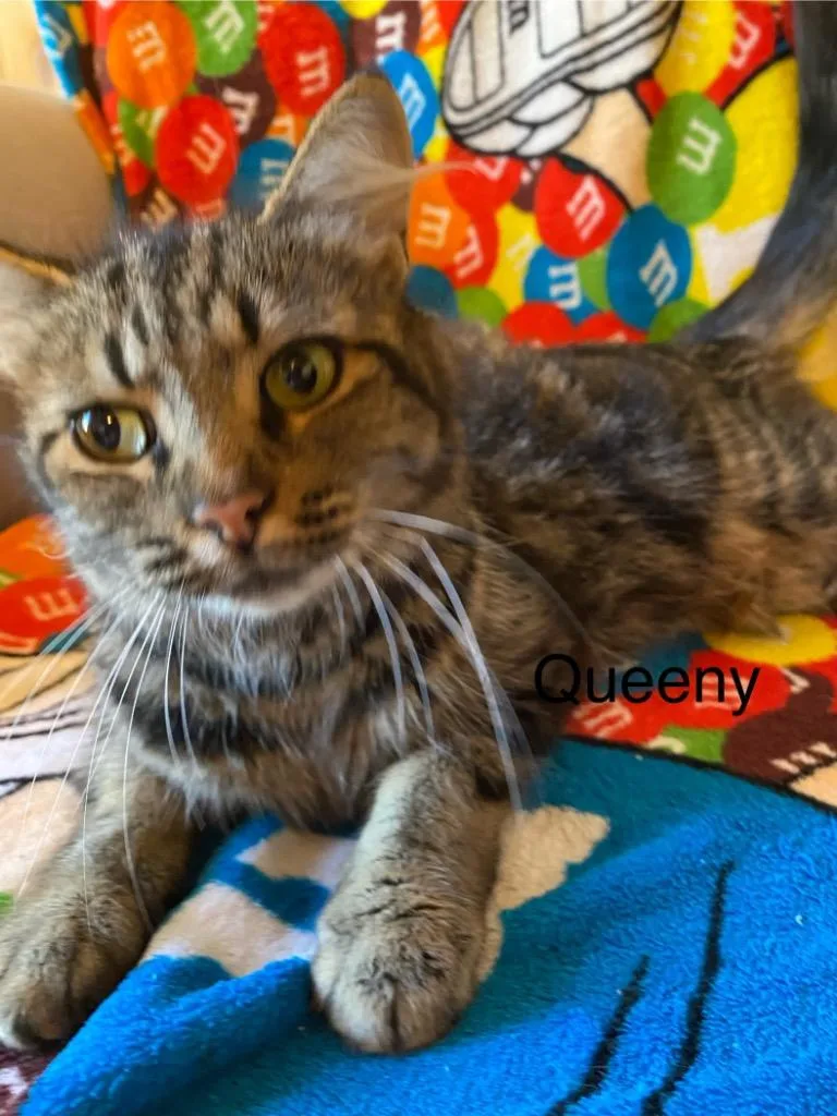 A young small-sized female Domestic Medium Hair cat named Queeny for adoption in Brainardsville, NY