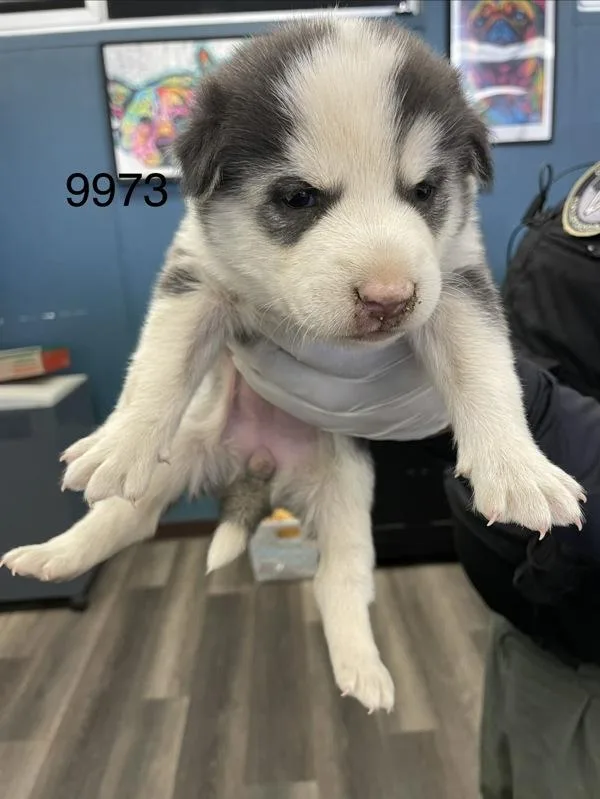 Oakley