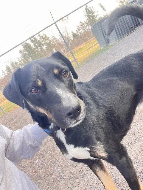 An adult large-sized male Shepherd dog named King for adoption in Webster, WI