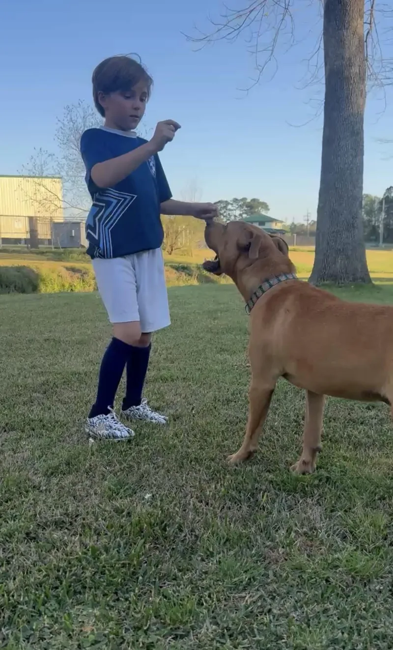 A young medium-sized male Pit Bull Terrier dog named Tex for adoption in Queen City, TX