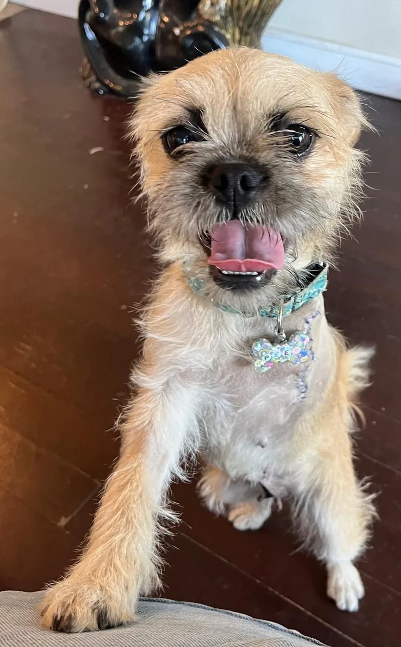 A baby small-sized female Brussels Griffon dog named Gucci for adoption in Los Angeles, CA