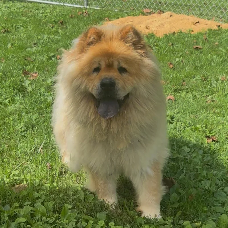 A senior medium-sized female Chow Chow dog named Katie for adoption in Fairmont, WV